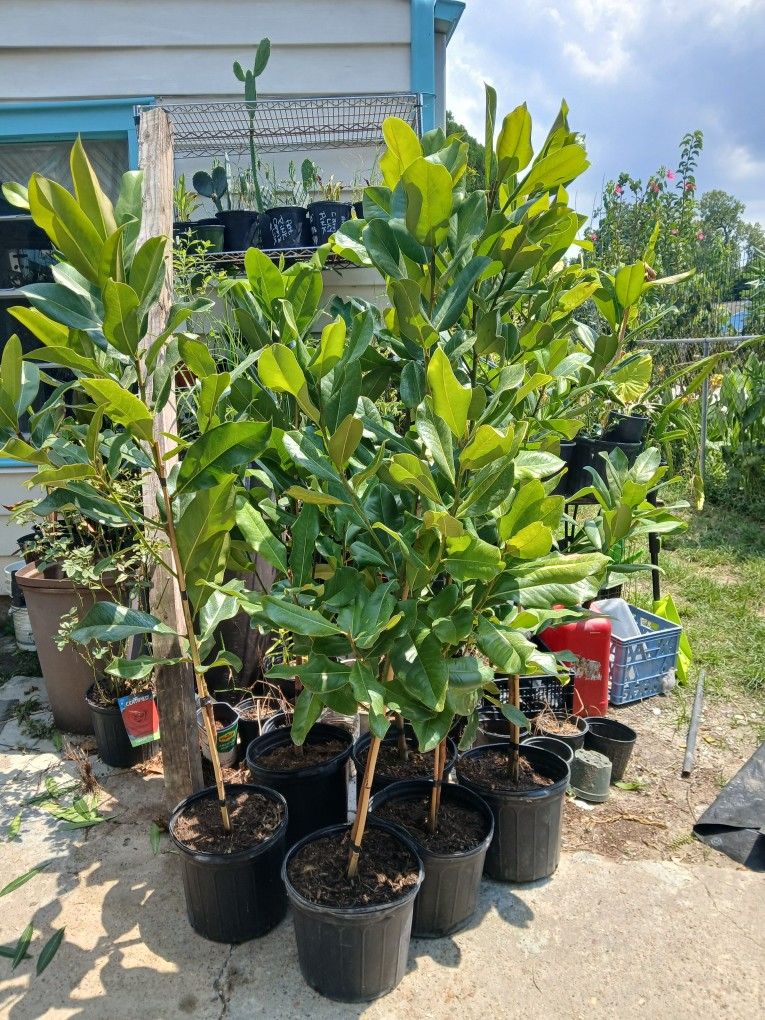 Magnolia Trees White Flowers