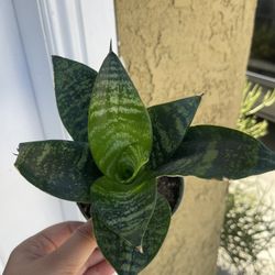 Snake Plant