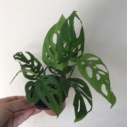 Monstera Adonsonii Plant
