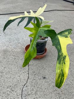 Philodendron Florida Beauty x Tortum