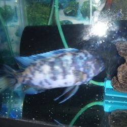 Aquarium Fish Tank Glass. 32 Gallons