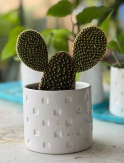 Bunny Ear Cactus in White Ceramic Pot