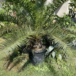 Bonita Palma Grande A Buen Precio A $100  O Mejor Oferta Razonable 