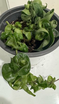 Hoya Hindu Rope