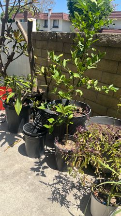 Improved Meyer Lemon Tree - 3 feet tall, very healthy
