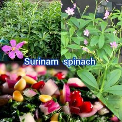 Surinam spinach plant in 1 gal tropical  vegetable 