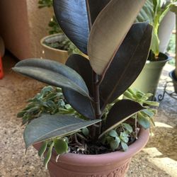 Rubber Plants