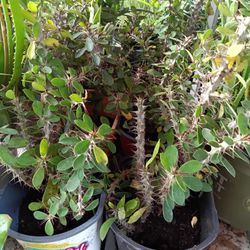 Crown Of Thorns 2.5qt 