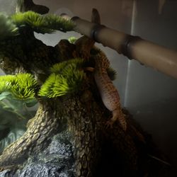 Leopard Gecko W/ Tank 