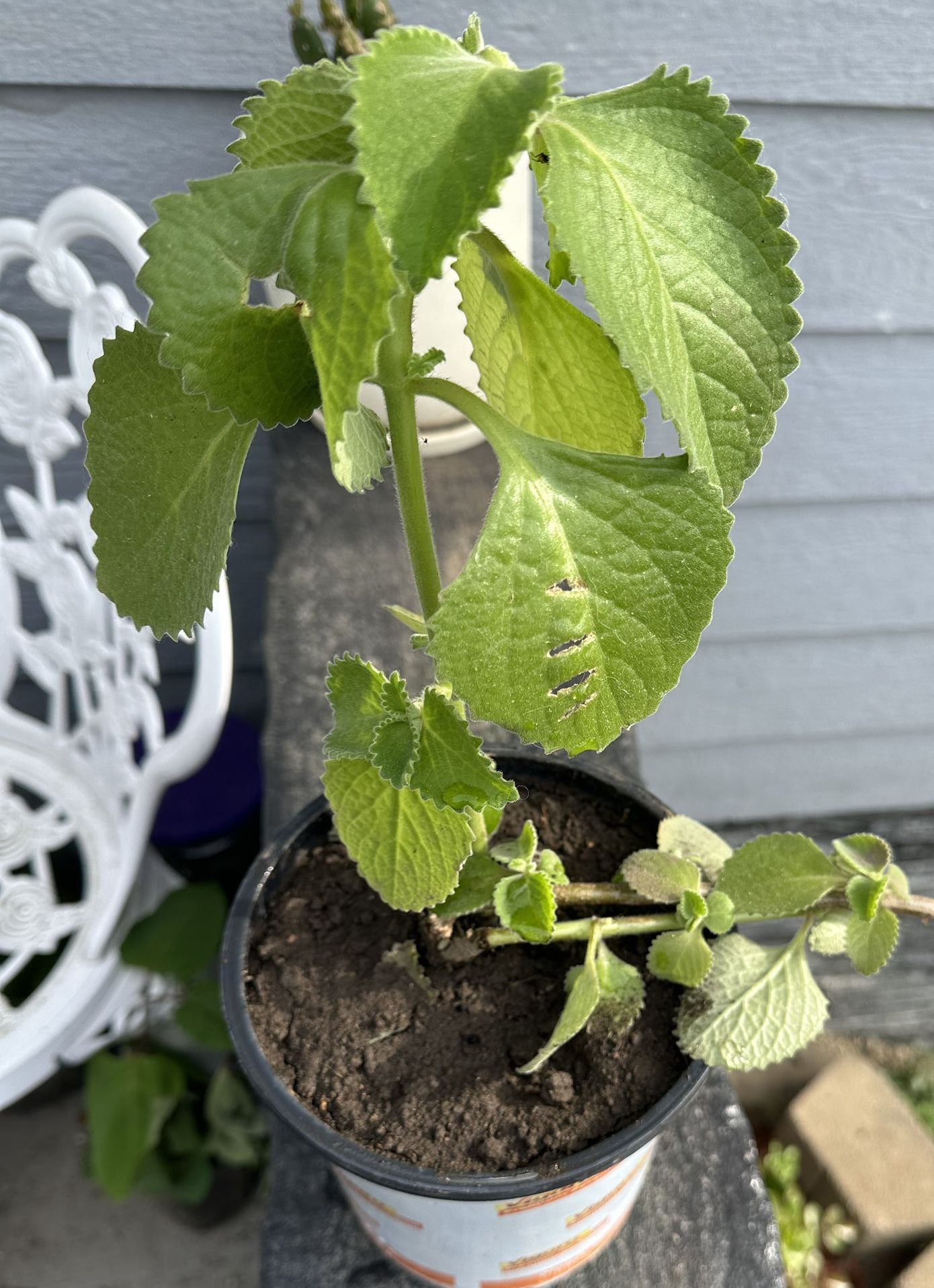 Plectranthus Amboinicus ( Cuban Oregano). Plant