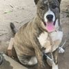 Amparo