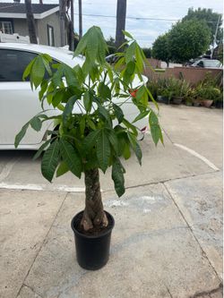 Money tree big trunk almost 4ft