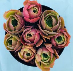 8 Aeonium 'Blushing Beauty' Cuttings + 2 Free Succulent Cuttings