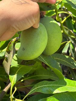 Green mangos