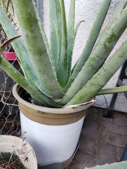 Aloe Vera Plants