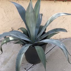 Agave plant in 5 gallon - 1 for $20 OR 2 for $35