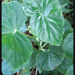 Begonia Odoratissimun Scented Begonia Houseplant Potted Plant