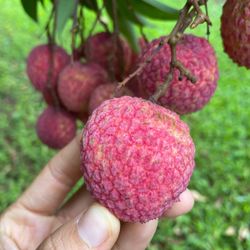 Lychee Trees- 3 Gallon