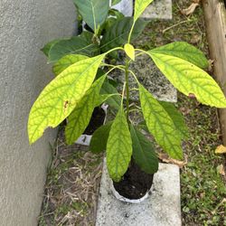 Avocado plant 
