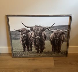 Highland Cattle Art