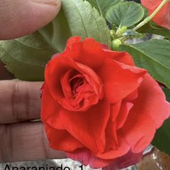 Belenes Diferentes Colores 