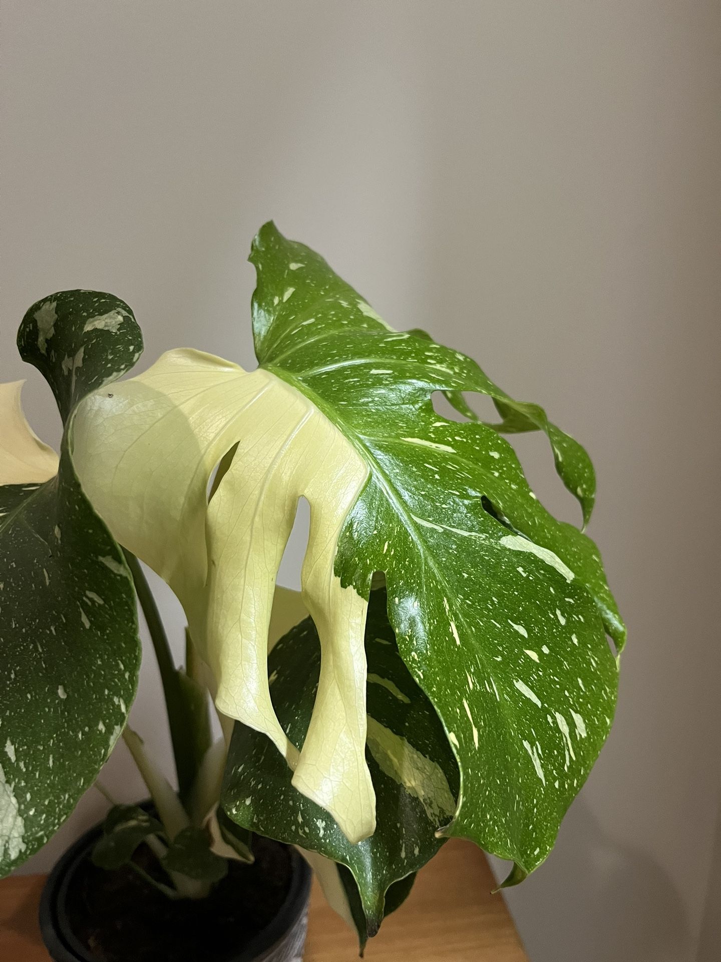 Varigated Albo Monstera Thai Constellation