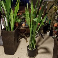 7FT SANSEVIERIA IN FENCY POT $99.00 EACH