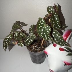 Begonia Maculata (Polka Dot)