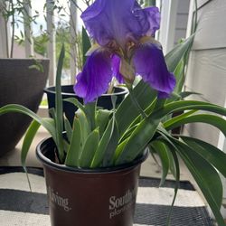 Purple Flame Iris Perennial Potted Plants $5 or $8 Each 