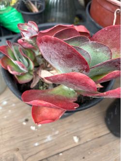 Plant