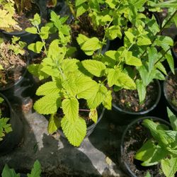 Lemon Mint Balm Each $5