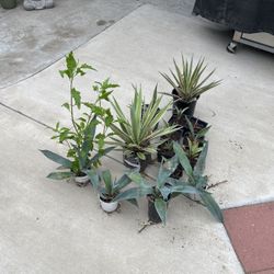 AGAVES-ONE WITH EPAZOTE PLANT