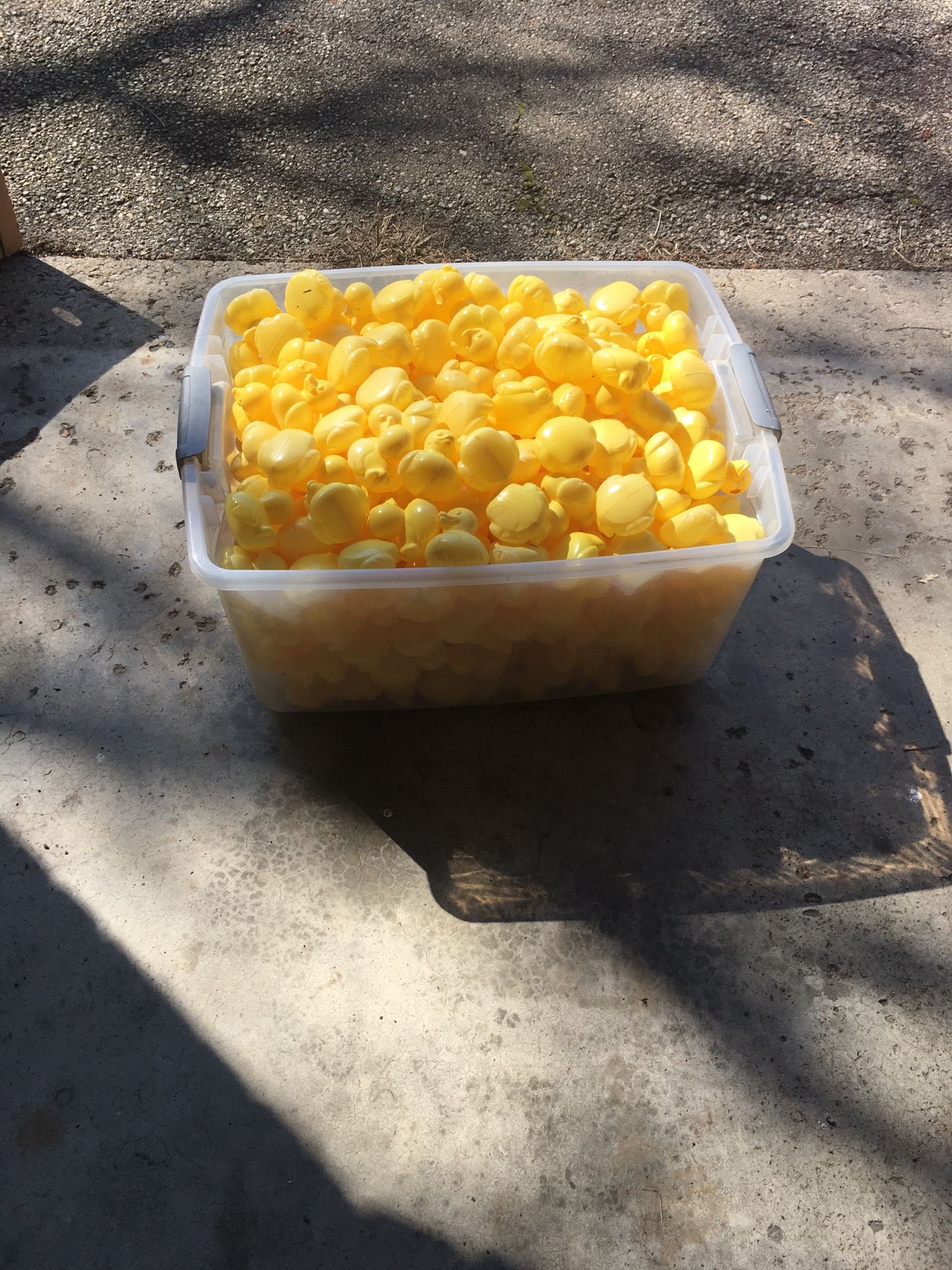 Plastic Ducks