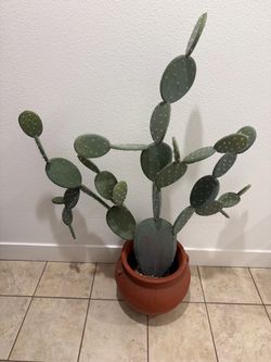 Large Prickly Pear Cactus in Terracotta Pot