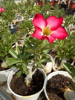Desert Rose