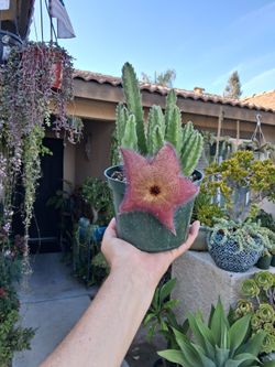 Stapelia Starfish "Gigantea " Plant $25
