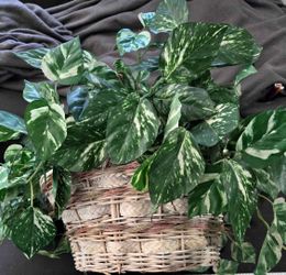 Fake Plants.  Nice Vases. See Different Prices . Good Condition .