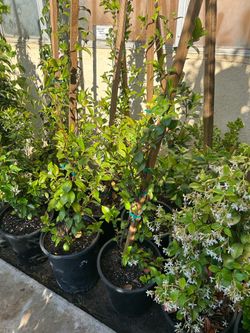Star Jasmine 5 gallon pots 17$ each