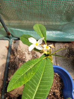 Plumeria cuttings w roots