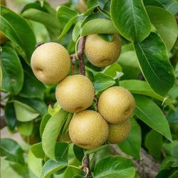 Asian Pear Trees 