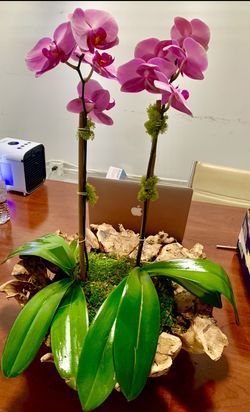 Orchids arrangements 😍