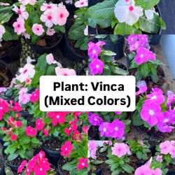 🌸 Plant: Vinca (Different Colors) 