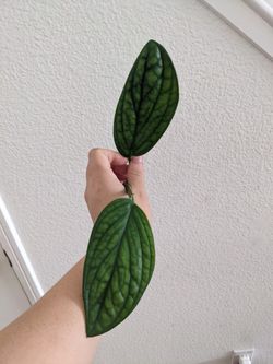 Monstera Peru