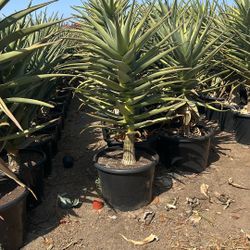 Aloe Hercules 25g 