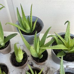 Aloe Vera  Plants 