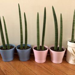 Sanseviera Cylindrica