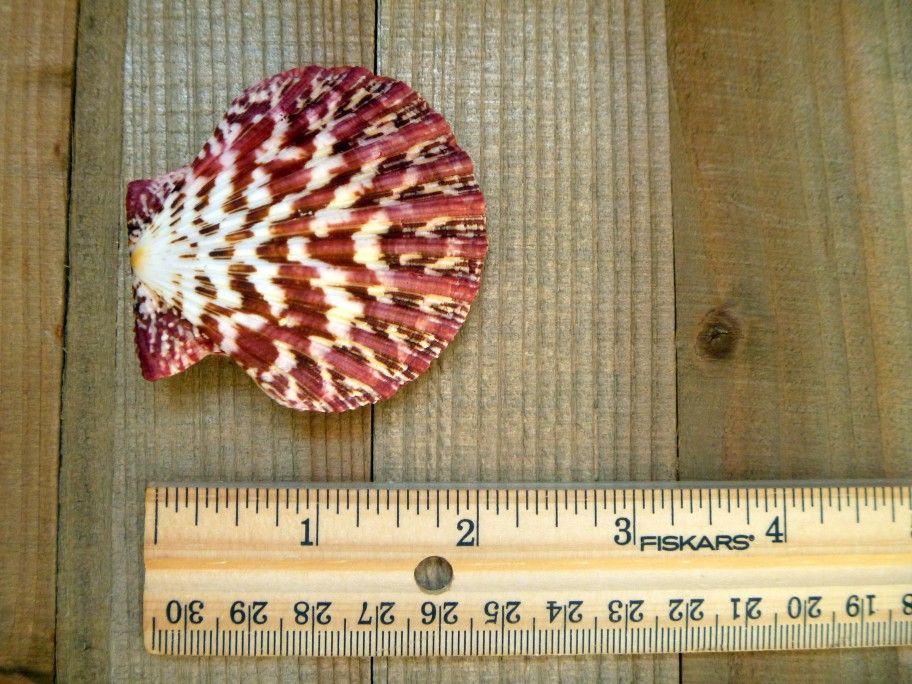 Royal Cloak Scallop Seashell 2" Red Purple Pecten Pallium