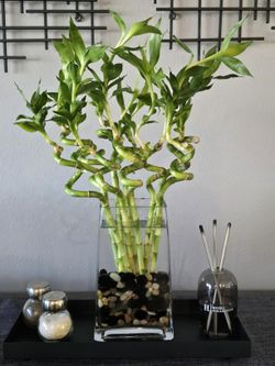 Spiral Lucky Bamboo Plant: 10 Stalks, 12 Inch, Feng Shui Good Fortune Home Office
