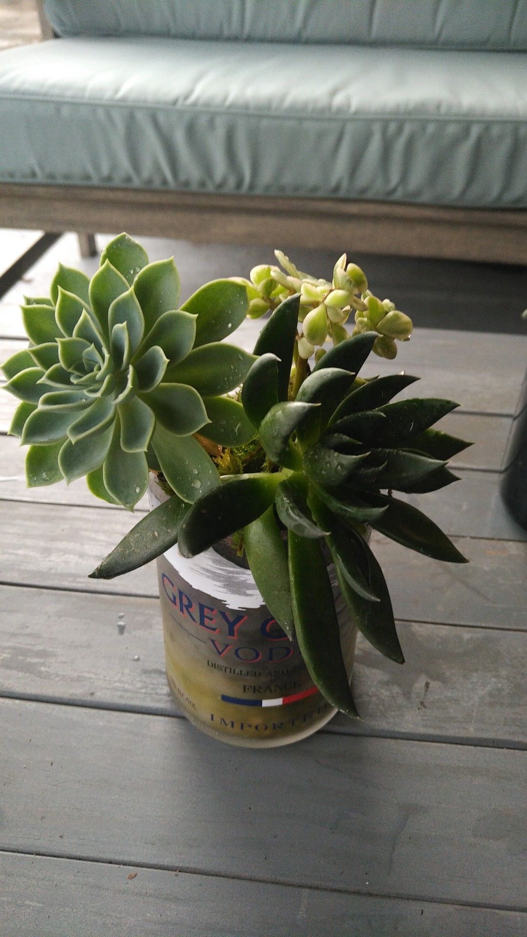 Wine bottle succulent gardens