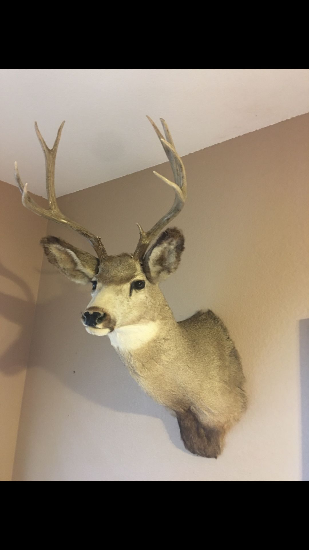 Taxidermy Deer head
